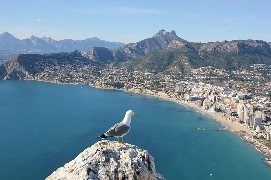 Bares de Tardeo de Alicante - Top Tardeo